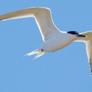 Carl Johan Calle Danestad